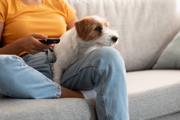 テレビを見ている犬と女性