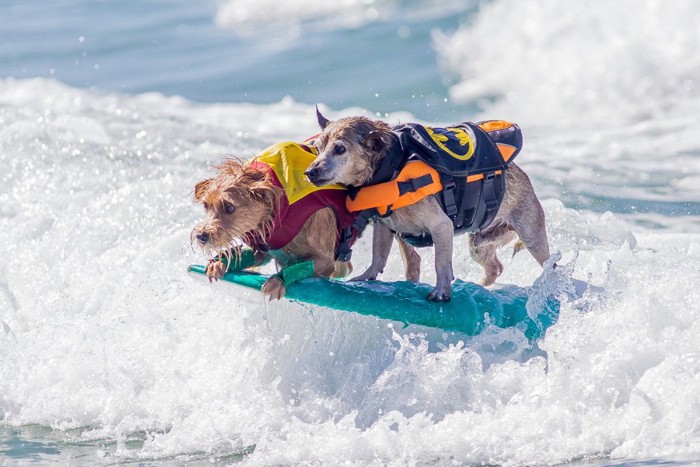 サーフィンする2匹の犬