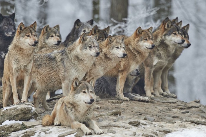 群れで行動する狼たち