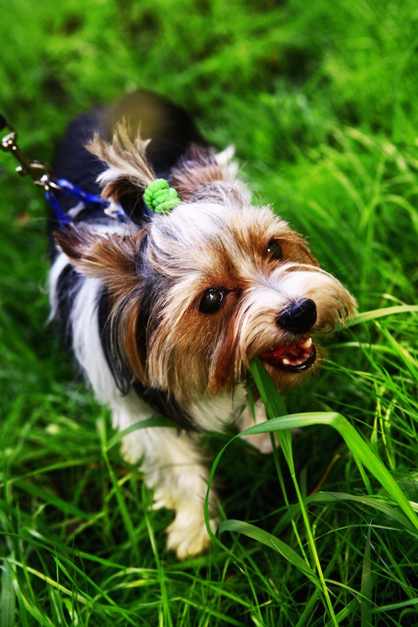 散歩中に草を食べる犬