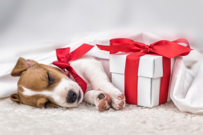 子犬とプレゼント