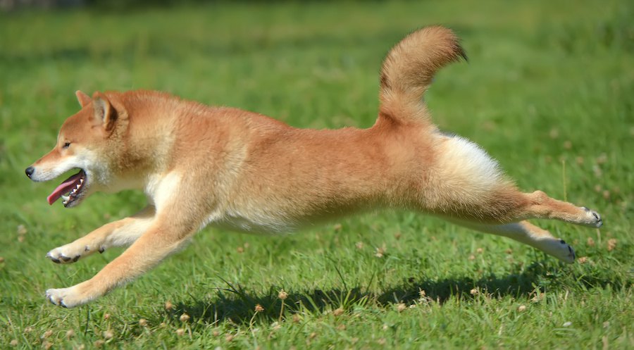 芝生を走る柴犬