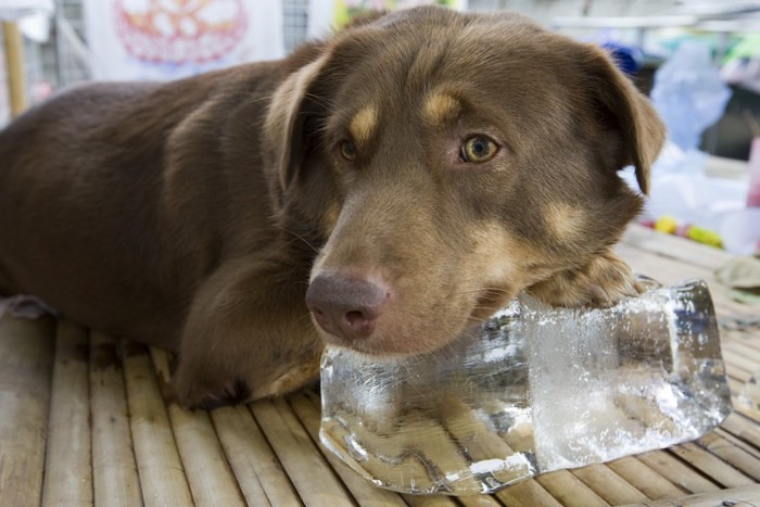 氷にあごを乗せる犬