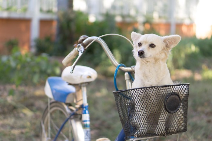 自転車の前かごに乗る犬