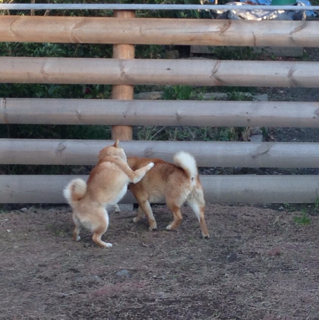 ２匹で遊ぶ柴犬