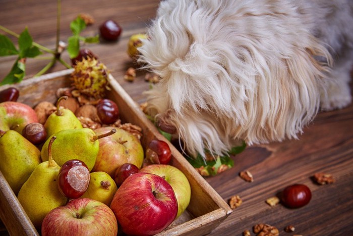 犬の手と果物の写真