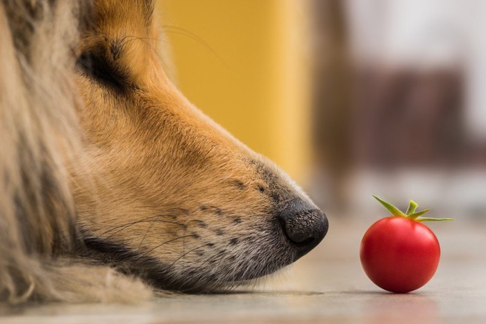 犬の鼻先とトマト