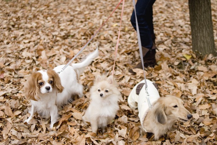 落ち葉の上を散歩する三頭の小型犬