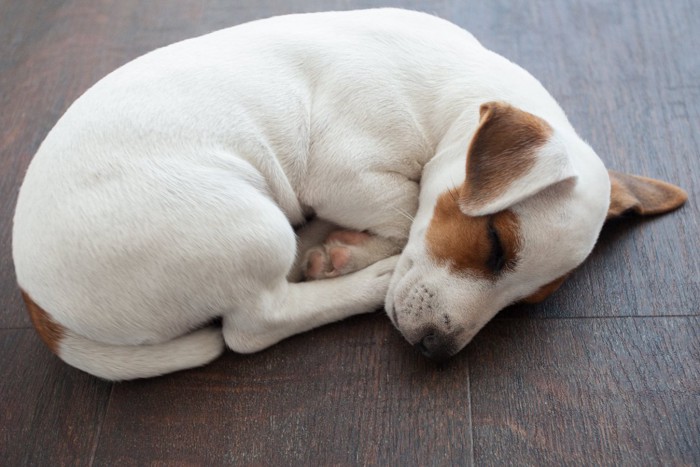 床で体を丸めて寝る犬