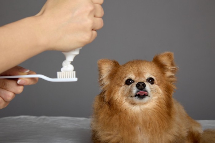 人間用の歯磨きが絞られるのを見つめる犬