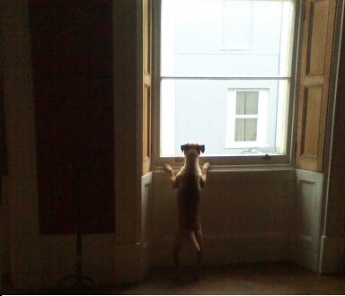 窓の外を見ている犬