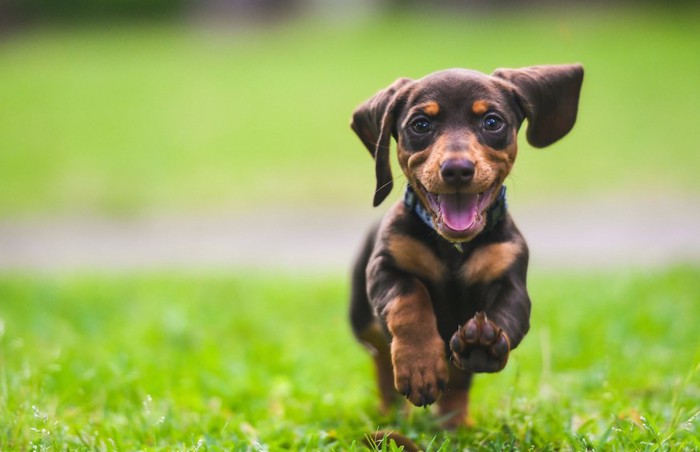 笑顔で草原を走る子犬