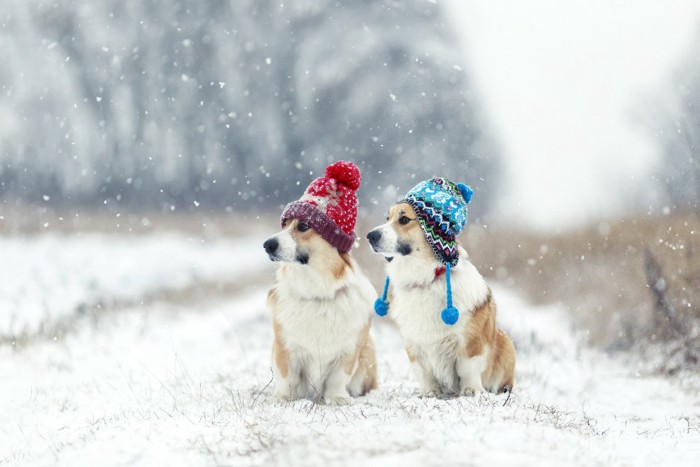 雪の中の2頭の犬