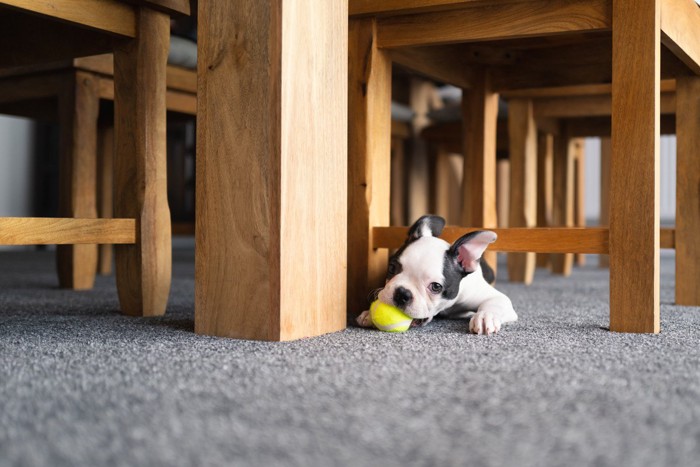 テーブルの下で黄色いボールで遊ぶ子犬