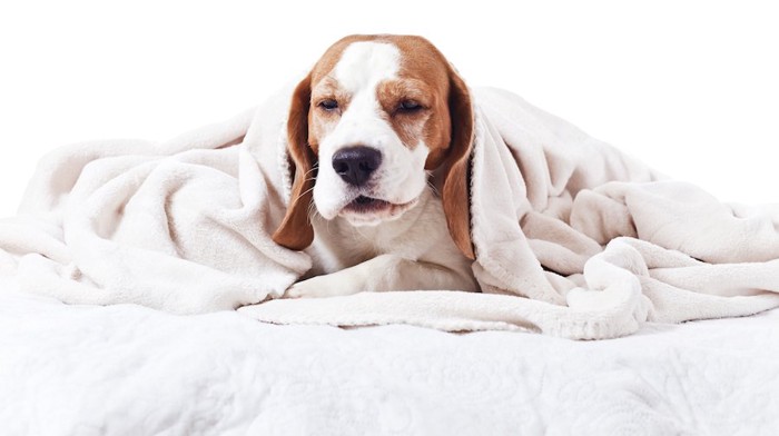 毛布をかぶって眠そうなビーグル犬
