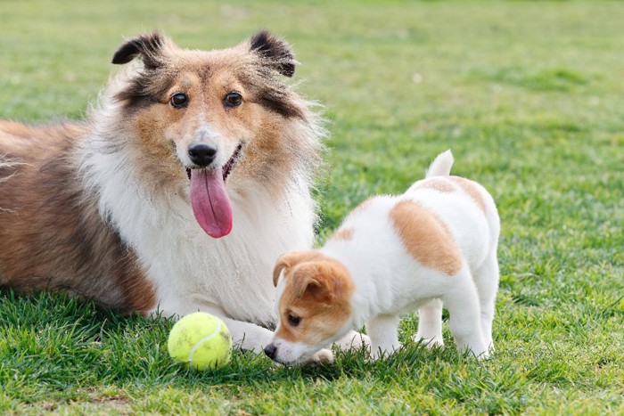 芝生の上で休むシェルティとテニスボールのにおいを嗅ぐ子犬