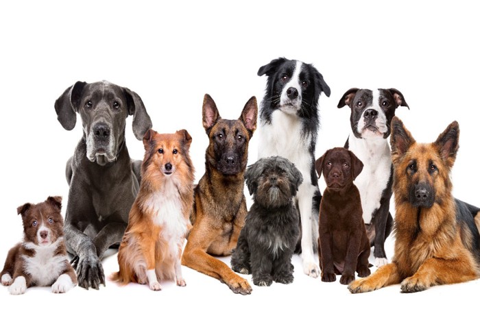 さまざまな犬種の犬たち