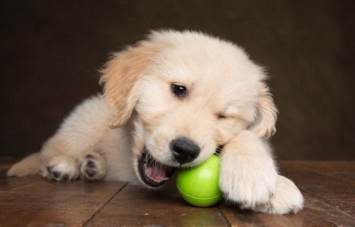 ボールを噛んでいるゴールデンの子犬
