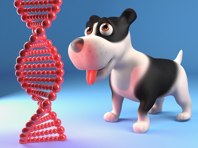 犬と遺伝子のイラスト