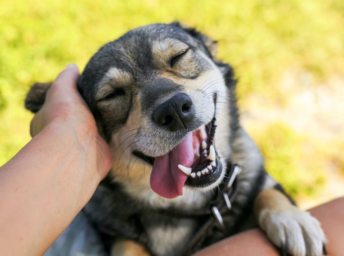 撫でられて舌を出して笑顔の犬