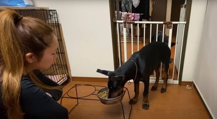 ご飯を食べる犬を見る女性