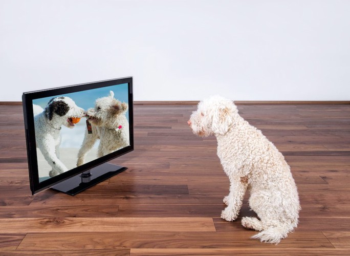 座ってテレビを見る犬