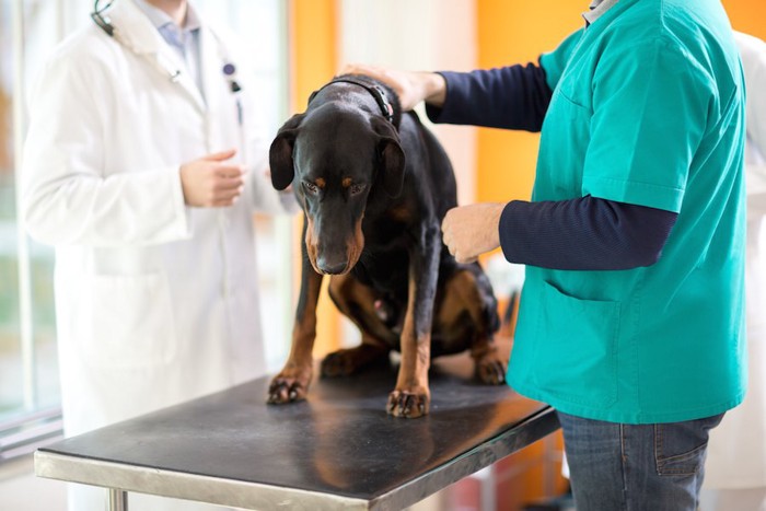 病院の診察台で診察されている黒い犬