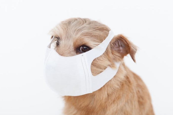 鼻づまりの原因となるアレルギーをマスクで予防する犬