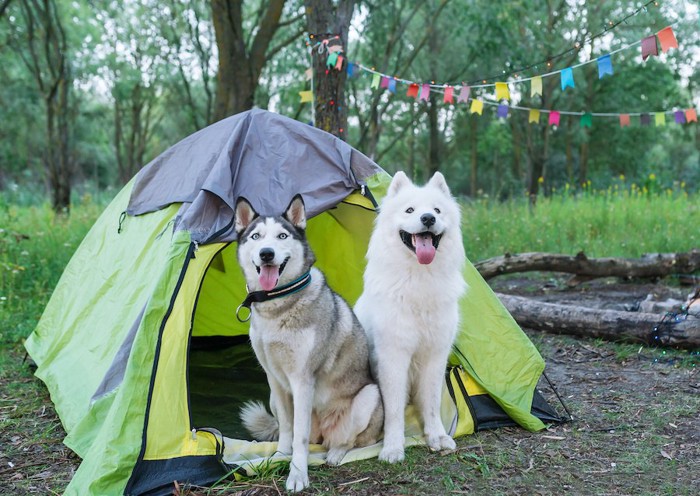 テントの入り口に座る2頭の犬
