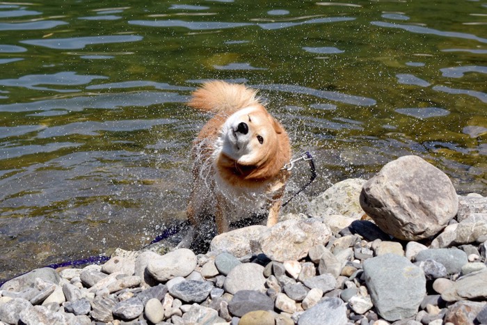 水辺でブルブルする犬
