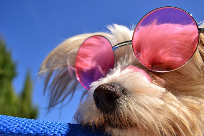 日差しを浴びているピンクのサングラスの犬