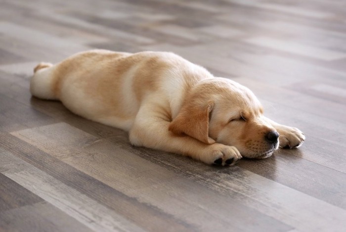 床で寝ている子犬