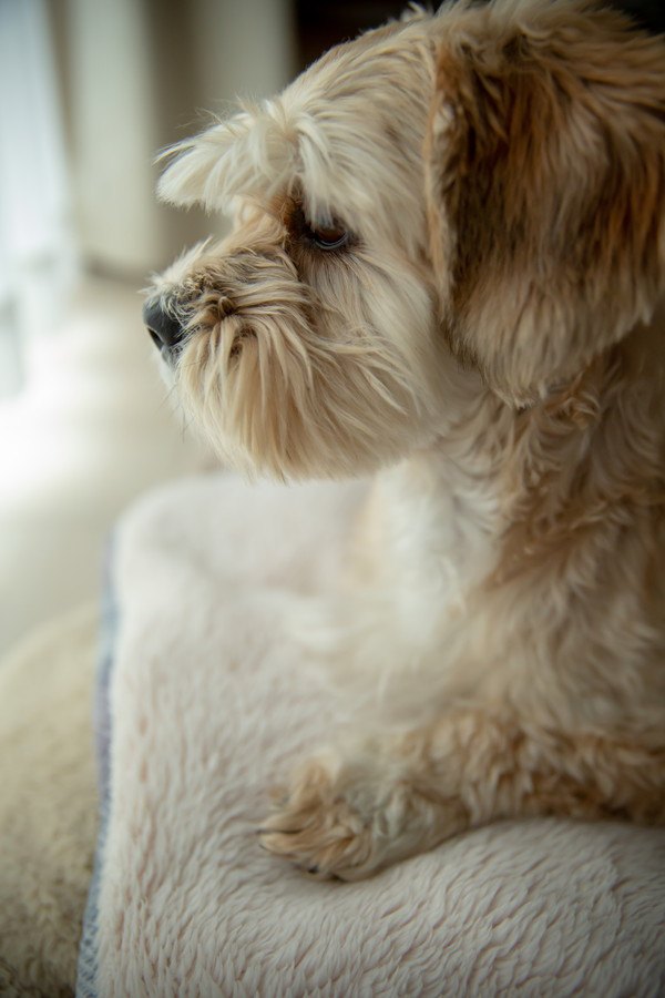 白いブランケットの上に座る犬の横顔