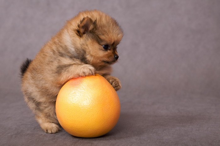 グレープフルーツで遊ぶ子犬
