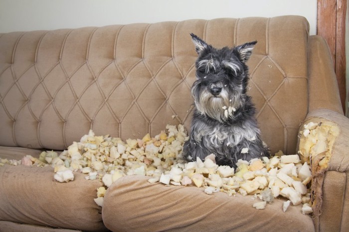ボロボロのソファーの上に座る犬