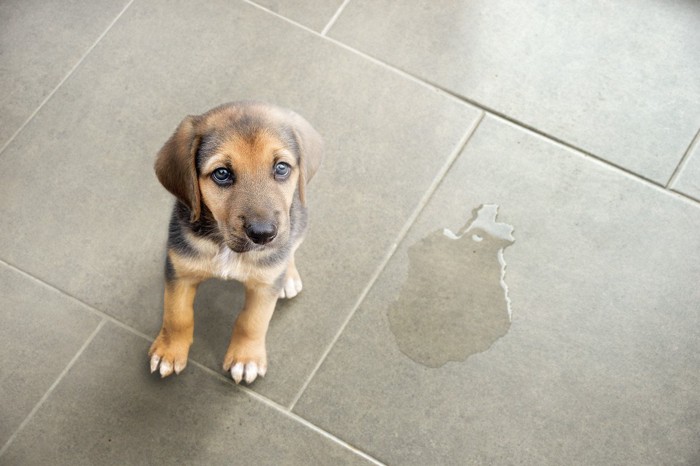 子犬と床に水たまり