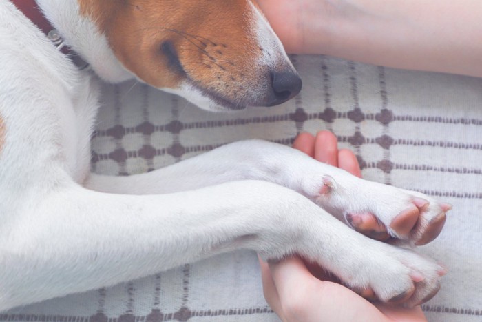 女性の手と眠る犬