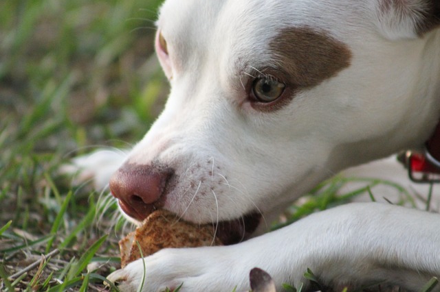 食べている白い犬のアップ