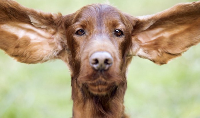 耳の大きな茶色い犬