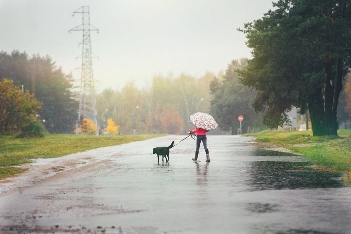 雨の中、お散歩する黒い犬と女性