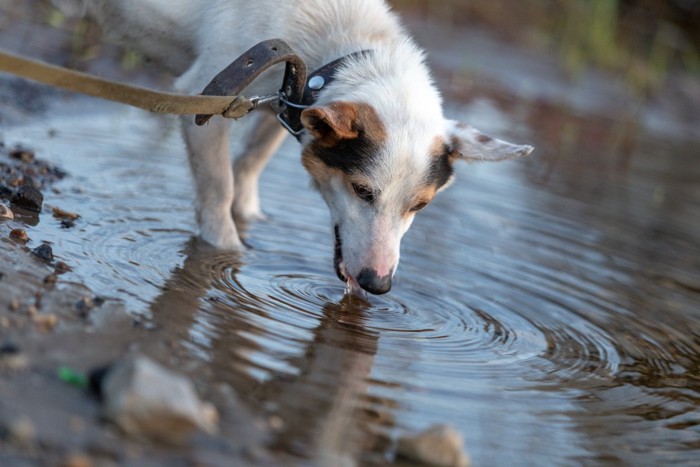 川で水を飲む犬