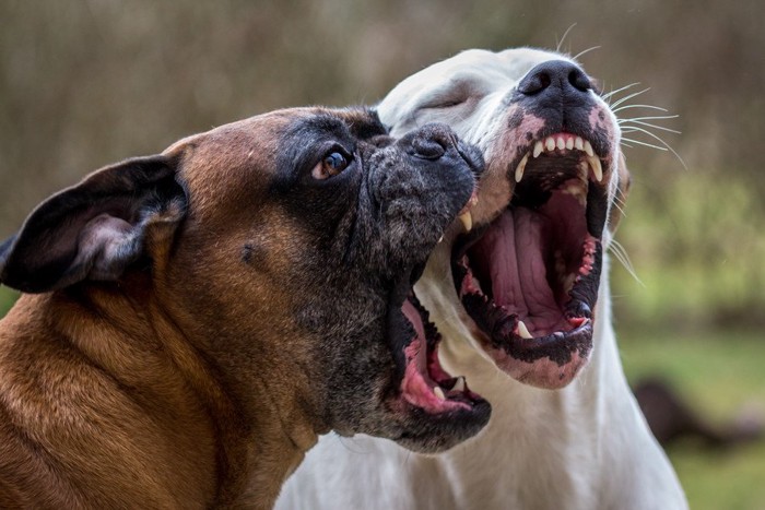 大きな口を開ける2頭の犬
