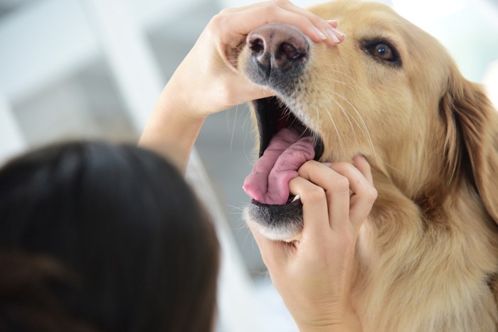 獣医さんに口の中を診察される犬