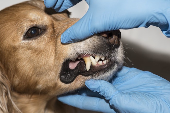 歯を診られる犬