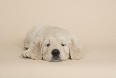 伏せて眠るゴールデンレトリバーの幼犬
