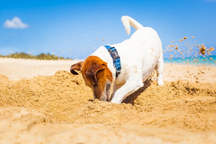 綺麗な海のビーチで穴を掘る犬