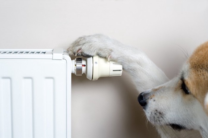 暖房器具を触る犬