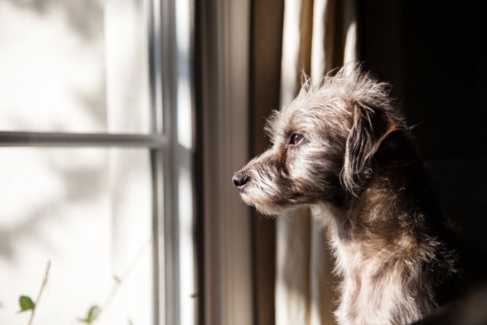 窓の外を悲しそうに見つめる犬