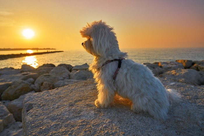 海辺で遠くを見つめる犬