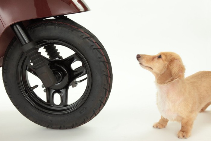 バイクのタイヤと犬